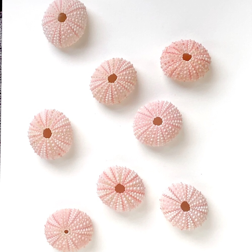 Pink Sea Urchin Shells (8 pieces)